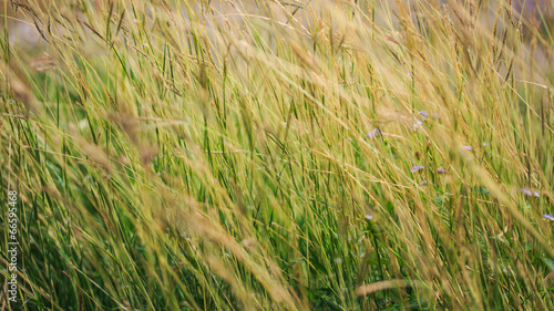 Fototapeta Naklejka Na Ścianę i Meble -  Background of Grass Field.