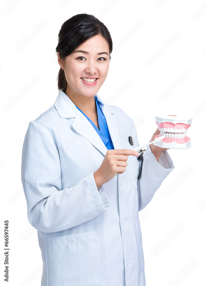 Dentist with toothbrush and jaw for demonstration Dentist with toothbrush and jaw for demonstration