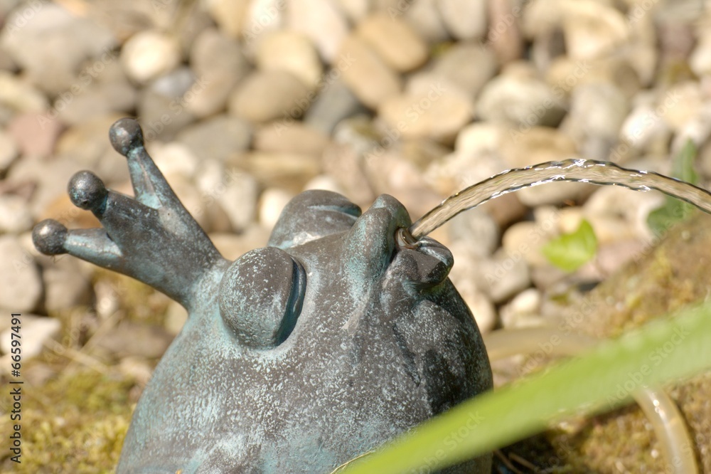 Fototapeta premium Wasserfrosch