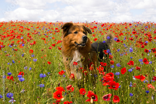 Hund steht im Mohnblumen und Kornblumenfeld