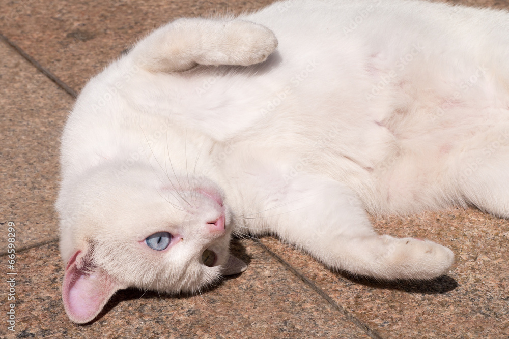 Katze mit grünem und blauem Auge
