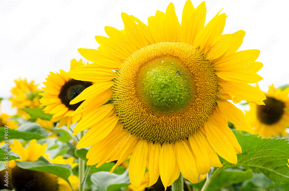 Sunflowers :)