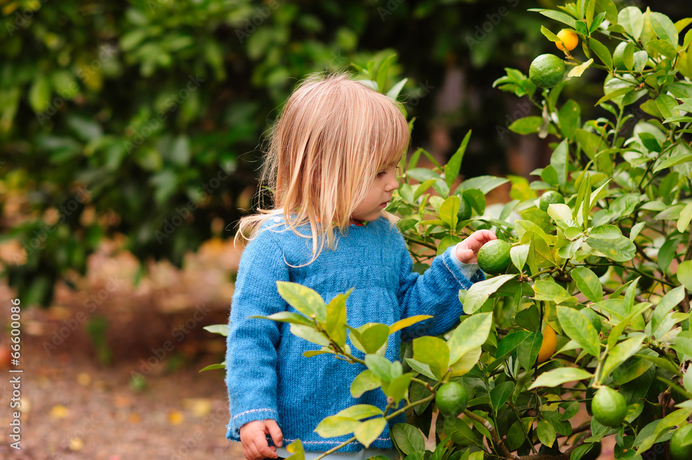 cute girl pick up harvest of lemon in autumn farm cute girl pick up harvest of lemon in autumn farm