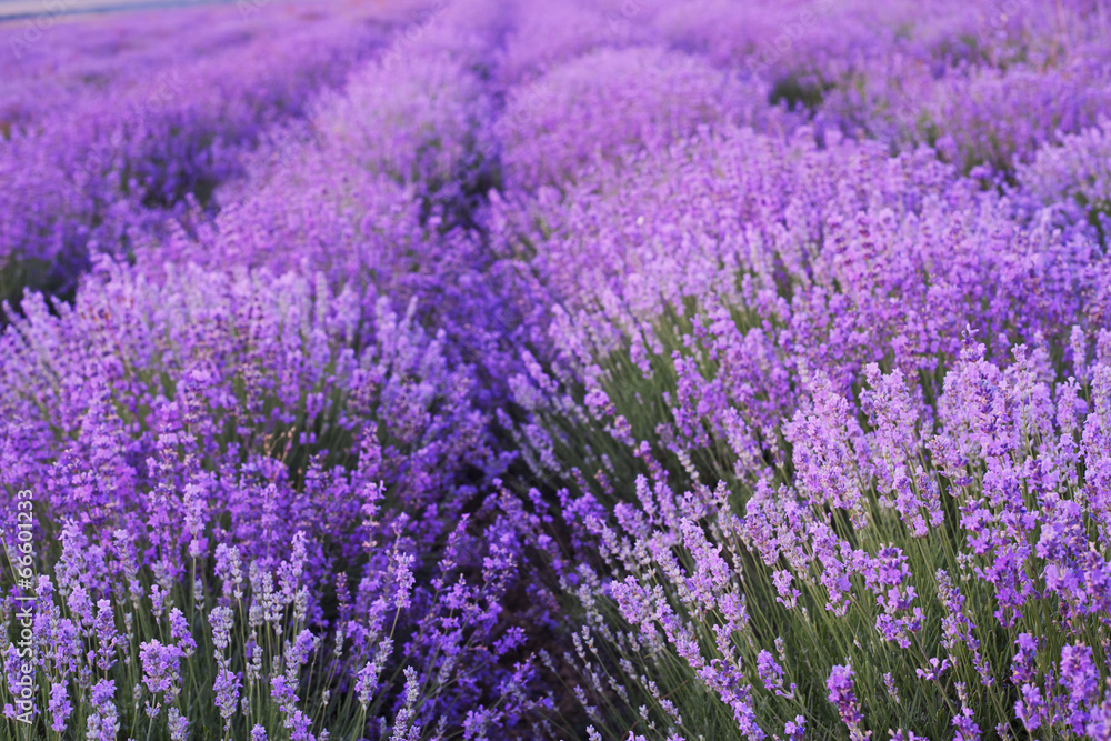 Fototapeta premium Flowers in the lavender fields.