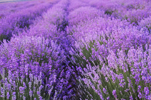 Flowers in the lavender fields.