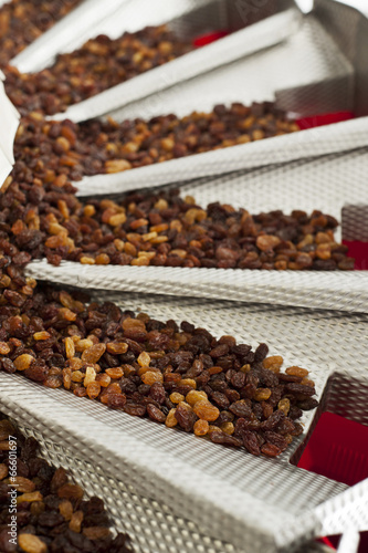 raisins in raisin production factory packaging photo