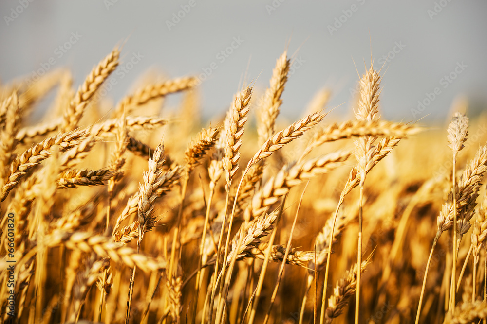 Fototapeta premium wheat field