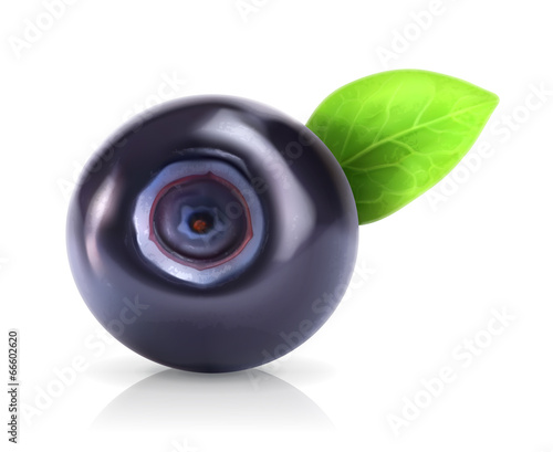 Blueberry, vector illustration