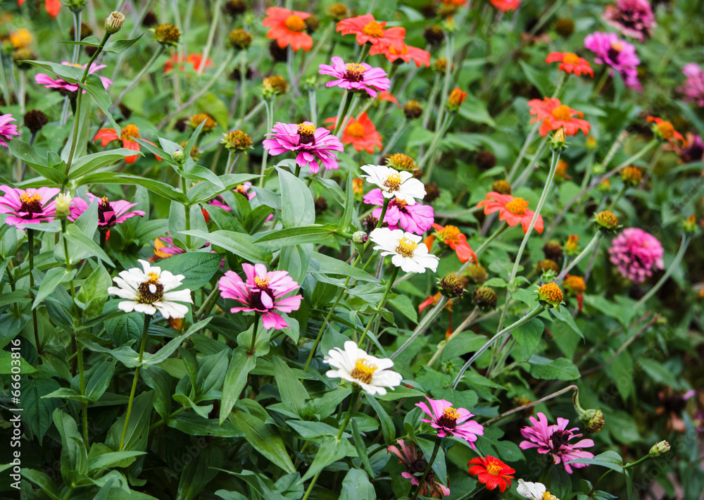 Pink zinnia.,flowers