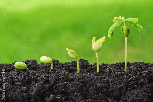 Sequence of seed germination on green background
