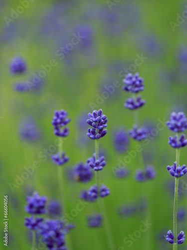 Herbal Garden - flowering lavender in the garden