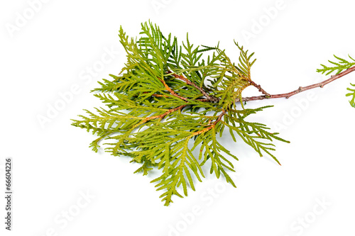 Thuja