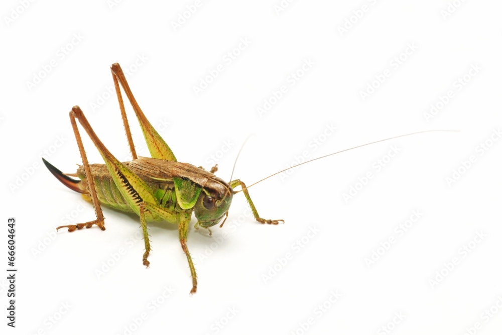 Grasshopper