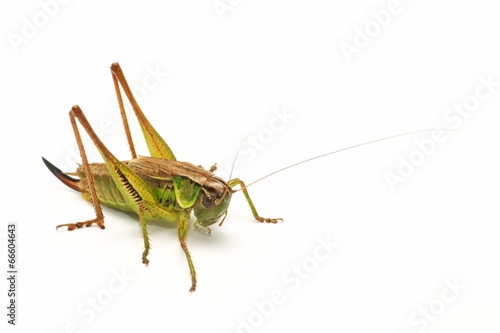 Grasshopper © Mirek Kijewski
