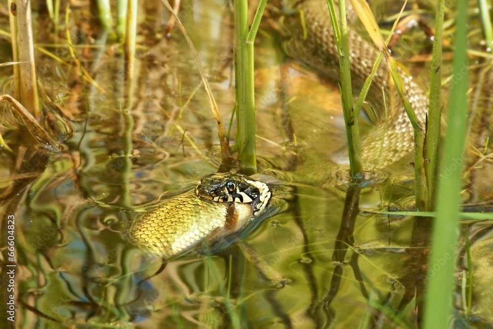 Fototapeta premium Grass Snake (Natrix natrix), eating fish caught within hunting