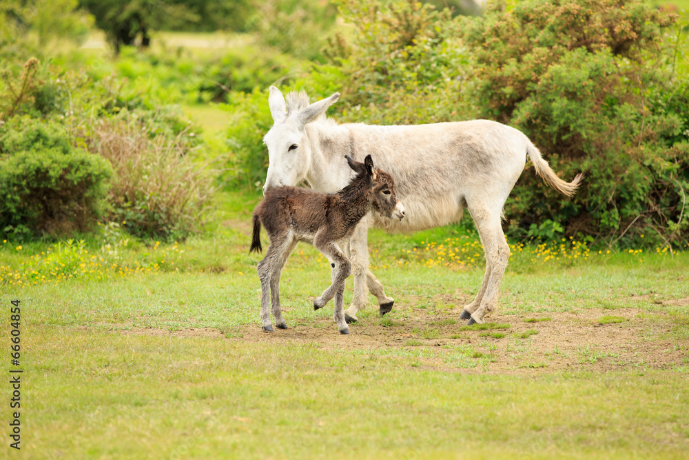 Donkey, mother and newborn foal in grassy field Donkey, mother and newborn foal in grassy field