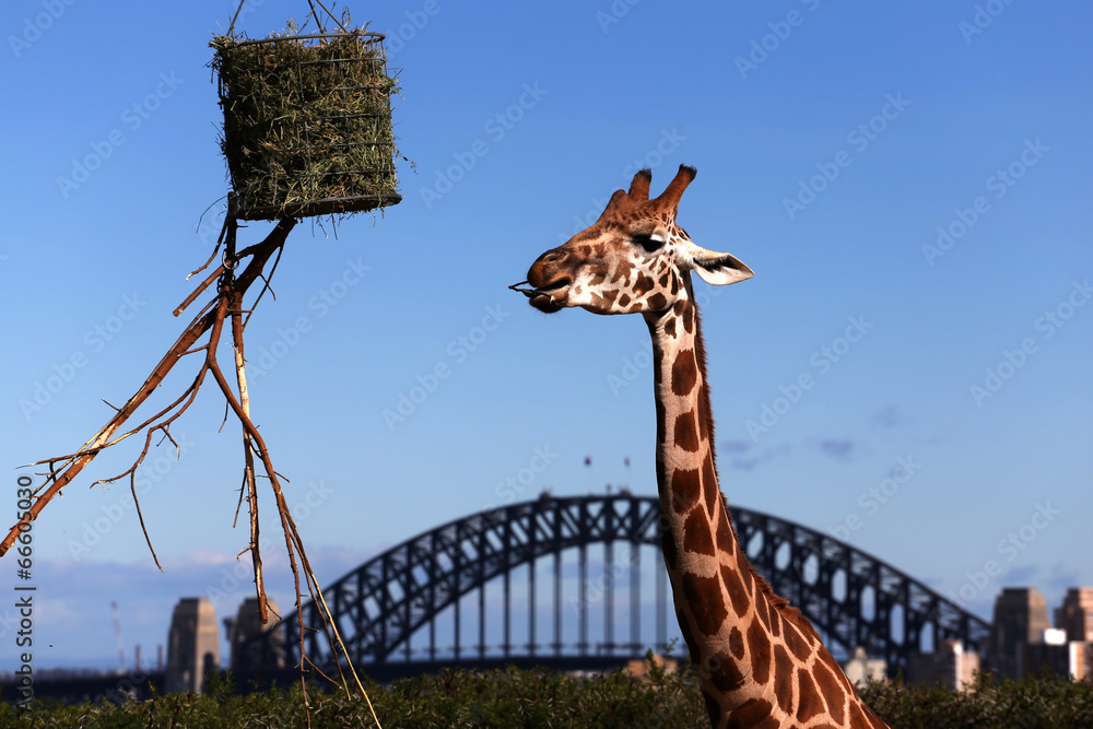 Fototapeta premium Giraffe feeding at Taronga Zoo, Sydney