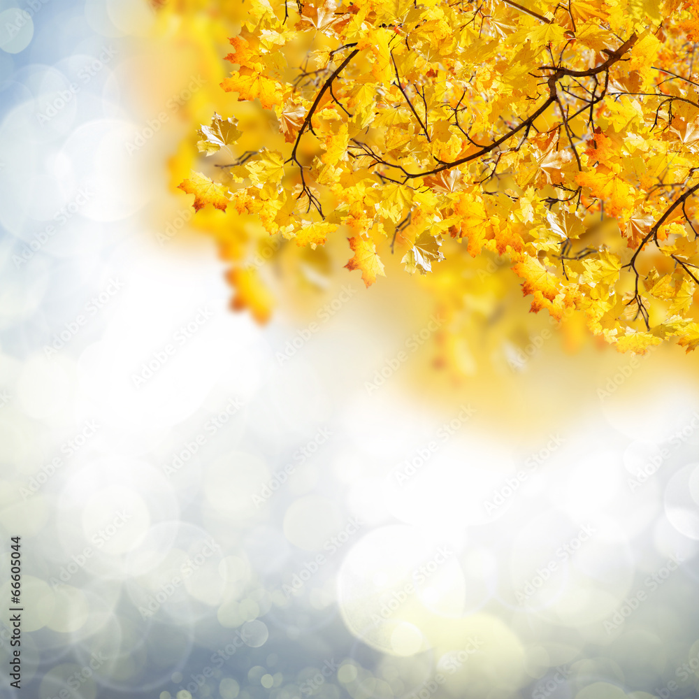 fall leaves fall leaves