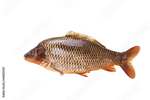 Large specimen of raw common carp