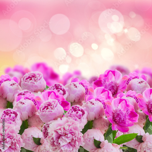 garden of pink peonies