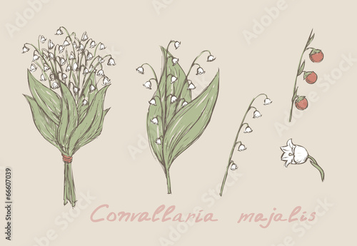 Fototapeta Naklejka Na Ścianę i Meble -  lily of the valley hand drawn set vector