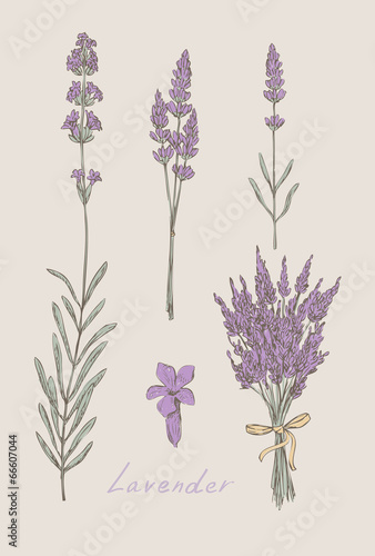 Fototapeta Naklejka Na Ścianę i Meble -  lavender hand drawn set vector