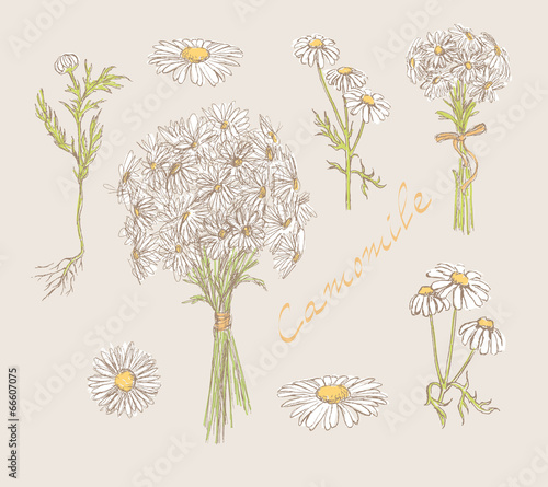 camomile hand drawn set vector