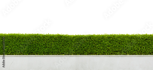 Panoramic view of beautiful hedge fence isolated on white backgr photo