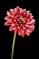 Keuken achterwand Dahlia Dahlia bloem in close-up  © conzorb