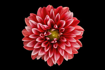 Keuken achterwand Dahlia Dahliabloem met sierlijke blaadjes  © conzorb