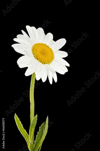 Fototapeta Naklejka Na Ścianę i Meble -  daisy flower