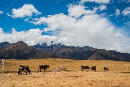 cows peruvian Andes  Cuzco Peru © snaptitude