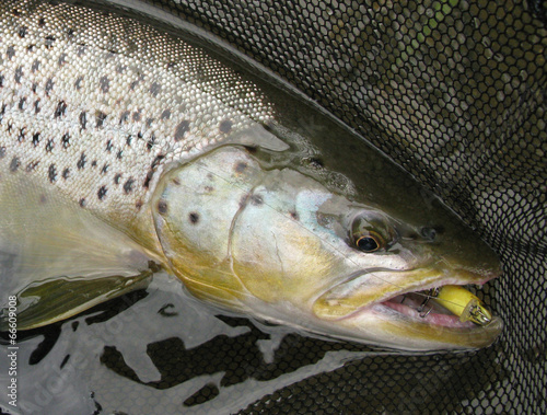 Fishing - brown trout