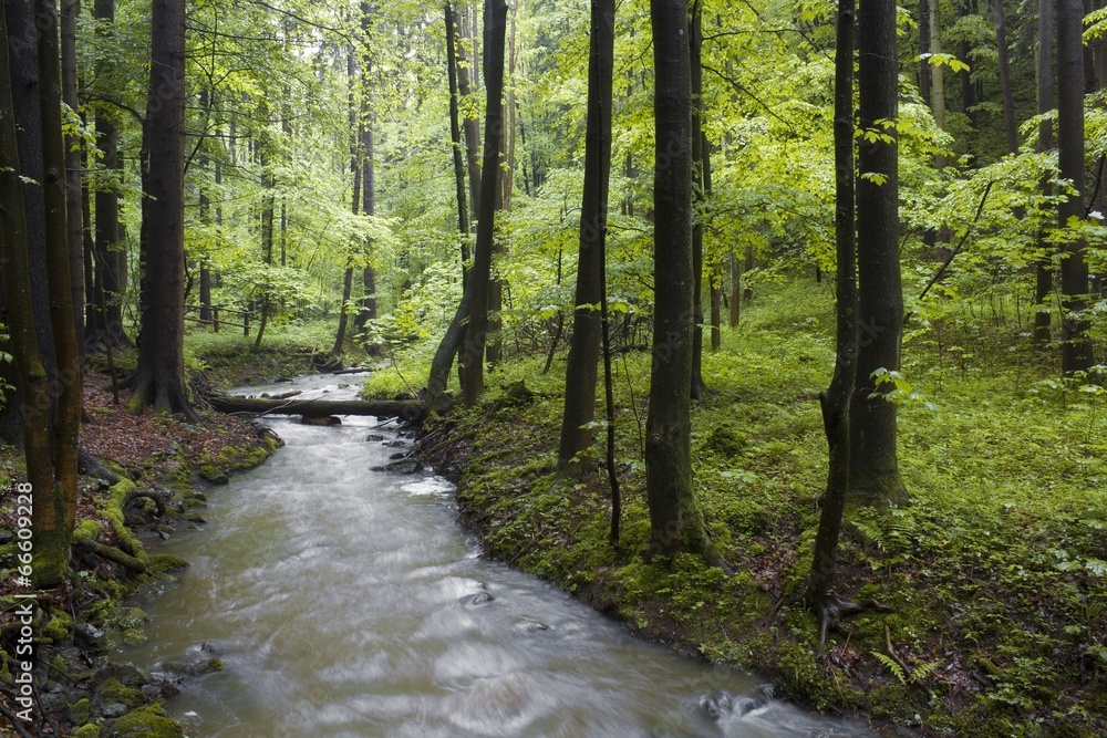 spring forest creek spring forest creek