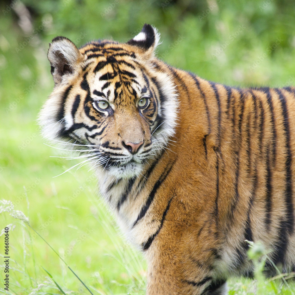 Naklejka premium Portrait of a tiger