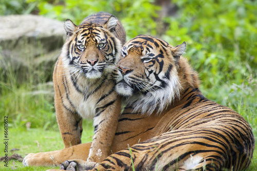 Fototapeta Naklejka Na Ścianę i Meble -  Two tigers together