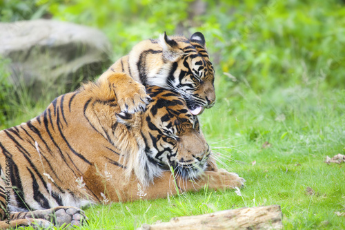 Two tigers together photo