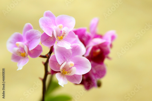 Orchid