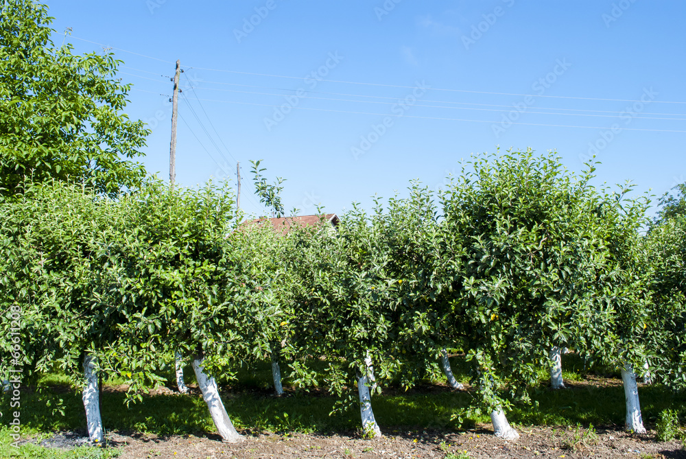 Obraz premium Trees and Sky