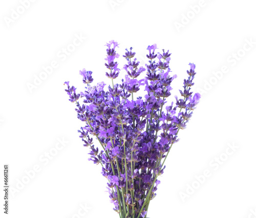 Bunch of lavender. photo