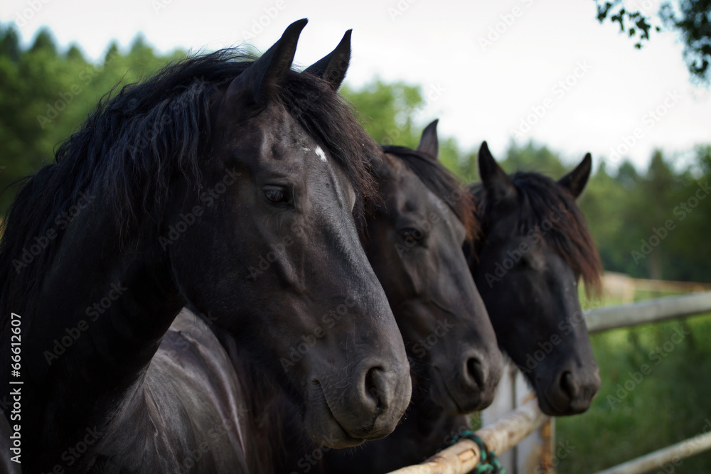 Friesian herd standing on pasturage Friesian herd standing on pasturage