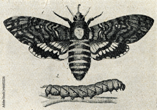 Death's-head Hawk moth (Acherontia atropos)