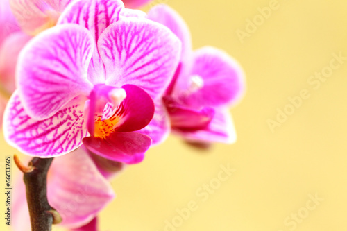 Fototapeta Naklejka Na Ścianę i Meble -  Pink Orchidee