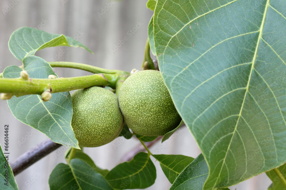 Obraz premium walnots