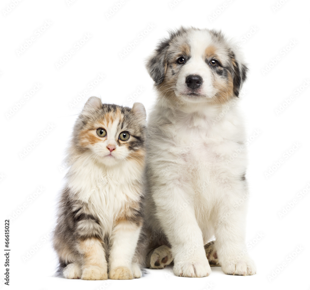 Fototapeta premium Kitten and puppy sitting, isolated on white