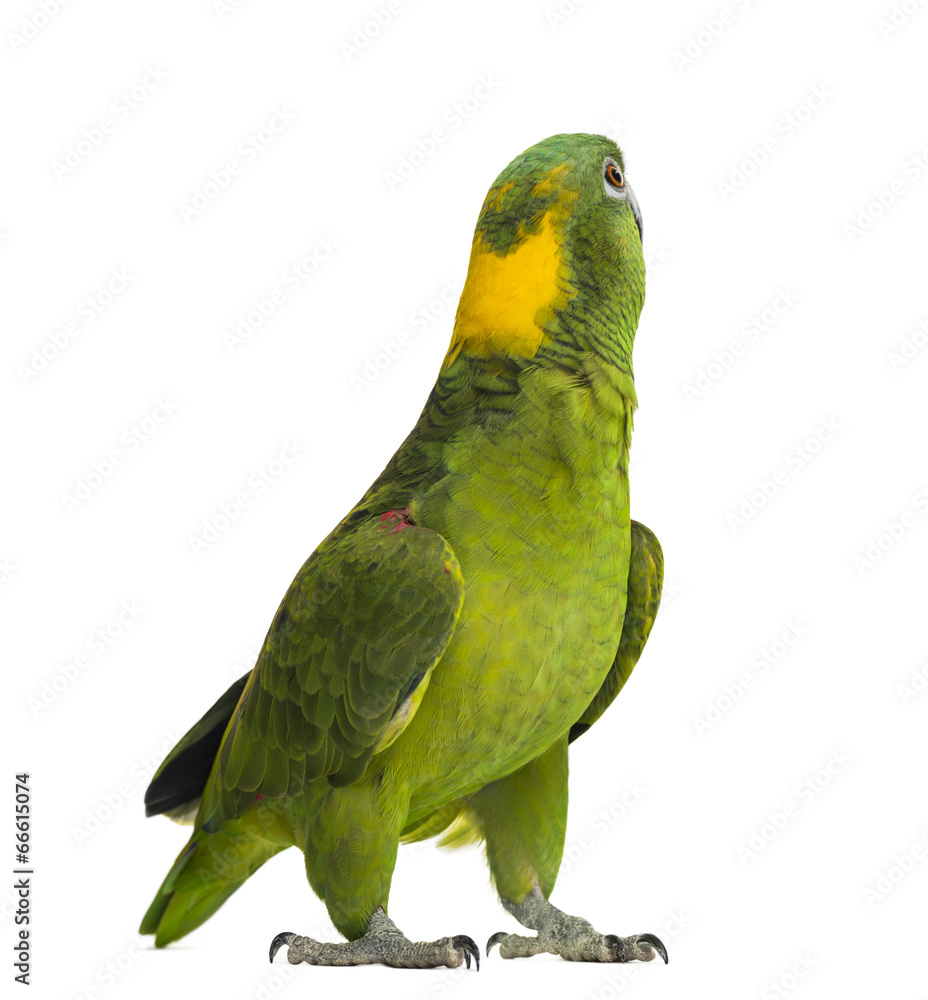 Yellow-naped parrot looking back (6 years old)