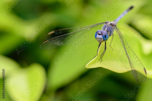 dragonfly focused blue eyes on green leaf