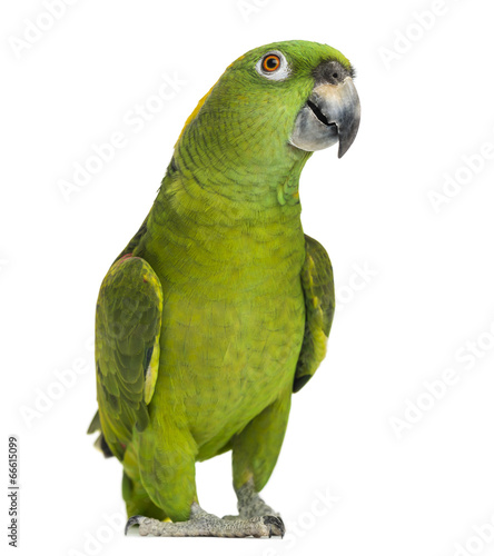 Yellow-naped parrot (6 years old), isolated on white