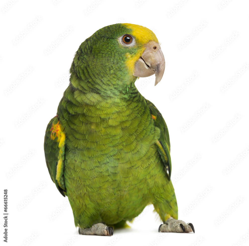 Obraz premium Yellow-headed Amazon (6 months old), isolated on white