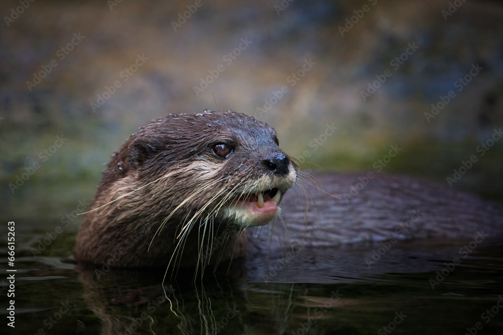 Small-clawed Otter